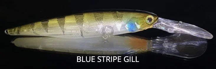 Blue Stripe Gill