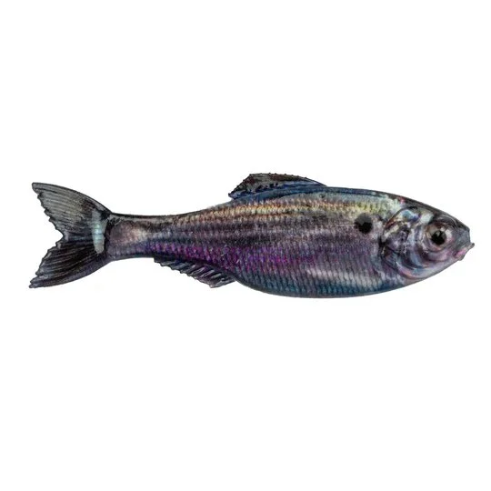 Live Threadfin Shad